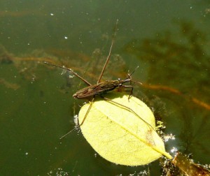 Wasserläufer