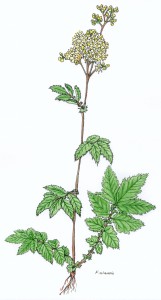 Filipendula kol.(1)