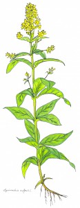 Lysimachia vulgaris